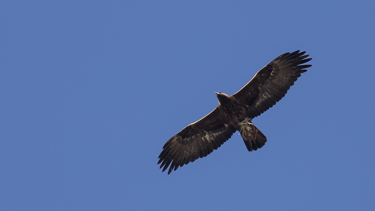 Golden Eagle